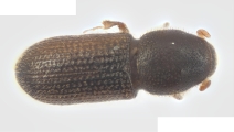 Crypturgus alutaceus 13574