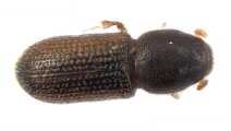 Crypturgus alutaceus 13574