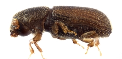 Crypturgus alutaceus 13574