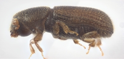 Crypturgus alutaceus 13574