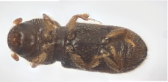Crypturgus alutaceus 13574
