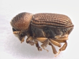 Ctonoxylon uniseriatum 13560