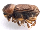 Ctonoxylon uniseriatum 13560
