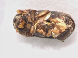 Ctonoxylon uniseriatum 13560