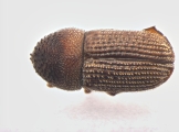 Ctonoxylon uniseriatum 13560