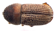 Ctonoxylon uniseriatum 13560