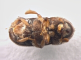 Ctonoxylon uniseriatum 13560