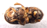 Ctonoxylon uniseriatum 13560