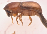 Dendroterus defectus 13718