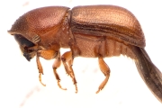 Dendroterus defectus 13718