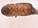 Dendroterus defectus 13718