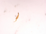 Dendroterus defectus 13718