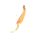 Dendroterus defectus 13718