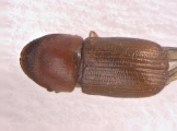 Dendroterus defectus 13718
