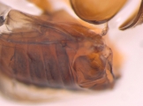 Dendroterus defectus 13718