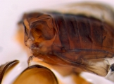 Dendroterus defectus 13718