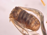 Dendroterus defectus 13718
