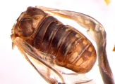 Dendroterus defectus 13718
