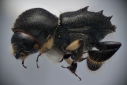 Eccoptopterus spp 14664