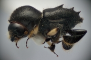 Eccoptopterus spp 14664