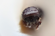 Eidophelus imitans 15340
