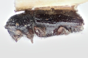 Eidophelus imitans 15341
