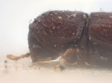 Eidophelus minutus 10421
