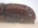 Eidophelus minutus 10421
