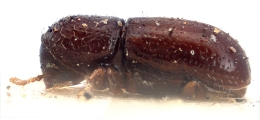 Eidophelus minutus 10421
