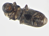 Eidophelus imitans 13957