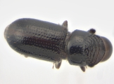 Eidophelus imitans 13957