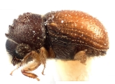 Ernocladius corpulentus 12216
