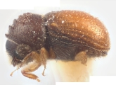 Ernocladius corpulentus 12216