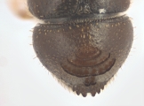 Ernocladius sp_1930Java 13961