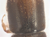 Ernocladius sp_1930Java 13961