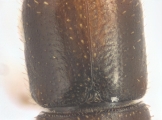 Ernocladius sp_1930Java 13961