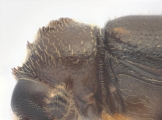 Ernocladius sp_1930Java 13961