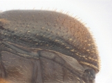 Ernocladius sp_1930Java 13961