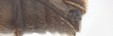 Ernocladius sp_1930Java 13961