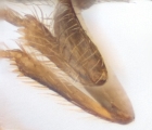 Ernocladius sp_1930Java 13961