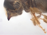 Ernocladius sp_1930Java 13961