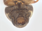 Ernocladius sp_1930Java 13961