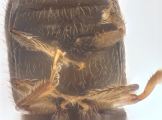 Ernocladius sp_1930Java 13961