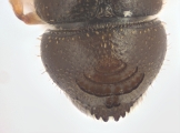 Ernocladius sp_1930Java 13961