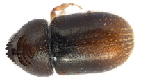 Ernocladius sp_1930Java 13961