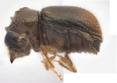 Ernocladius sp_1930Java 13961