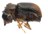 Ernocladius sp_1930Java 13961