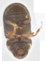 Ernocladius sp_1930Java 13961