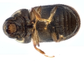 Ernocladius sp_1930Java 13961