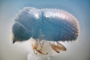Ernocladius sp_1930Java 14663